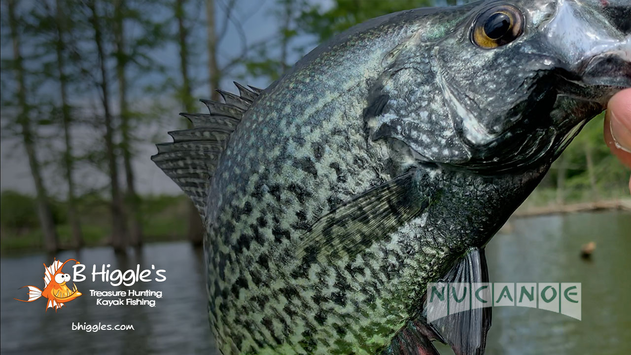 https://bhiggles.com/wp-content/uploads/2021/05/black_crappie_lynnville_indiana.jpg