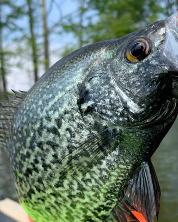 Kayak Fishing in Lynnville Indiana BHiggles Nucanoe Frontier 10 Kayak