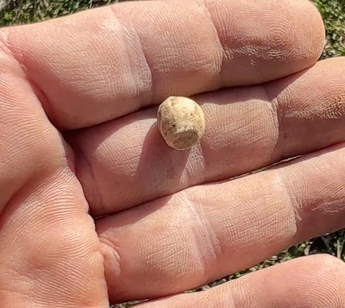 Clipped musket ball found metal detecting